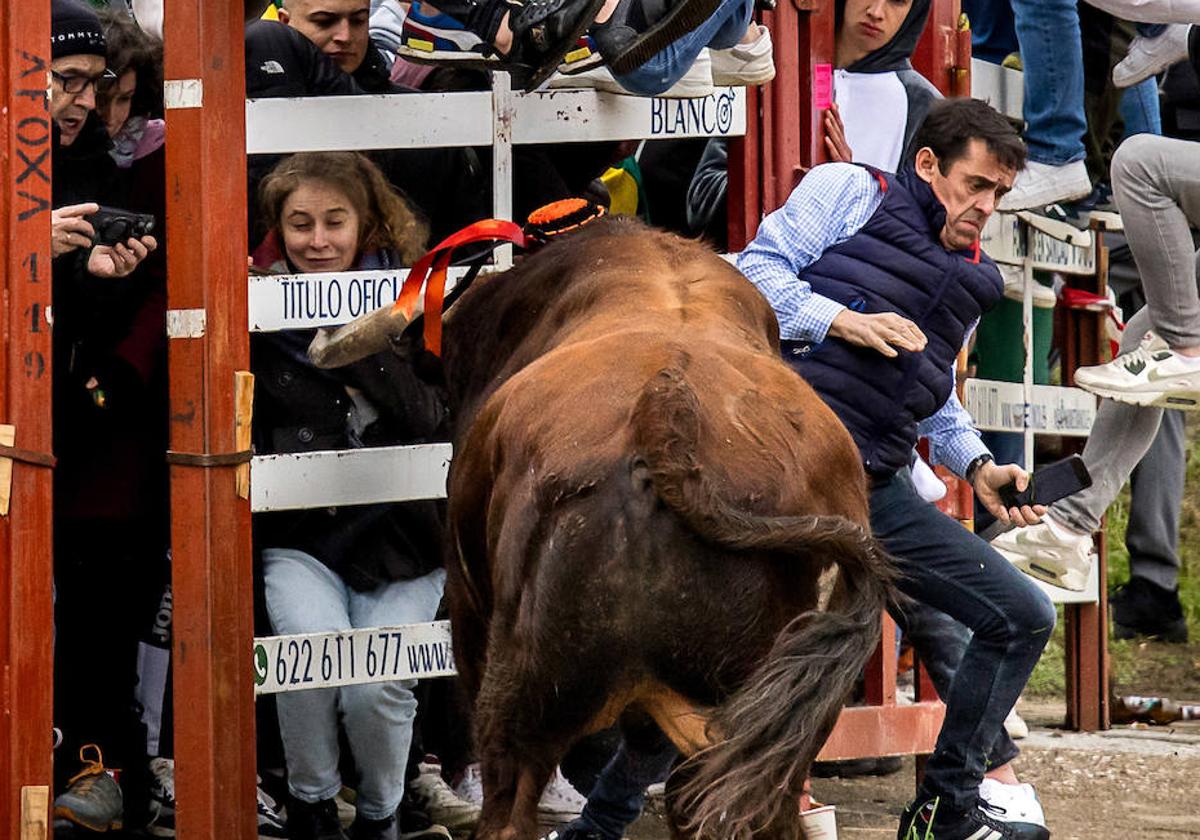 Carnaval Del Toro Un Corneado En El Primer Encierro De Ciudad Rodrigo